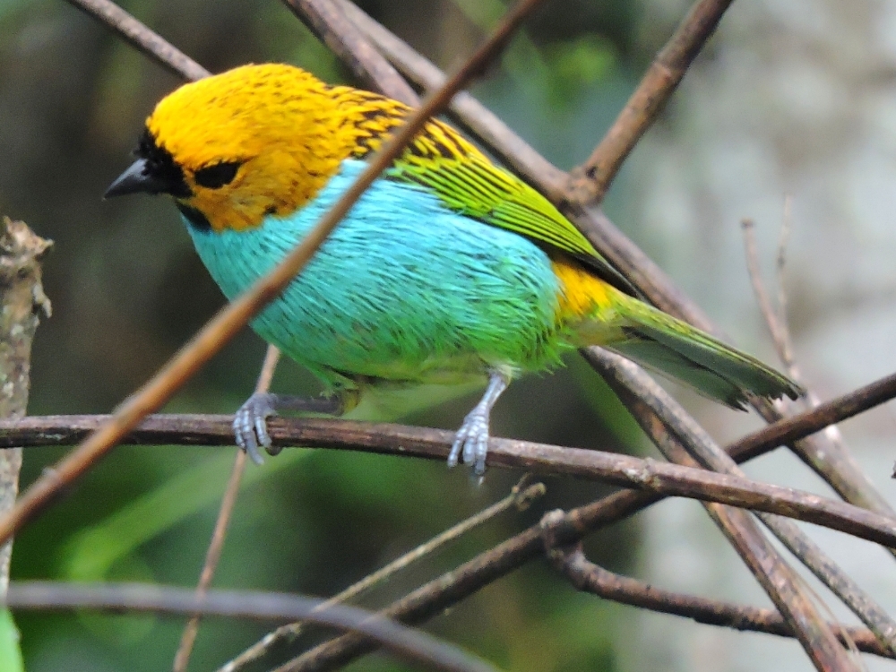  Gilt-Edged Tanager 