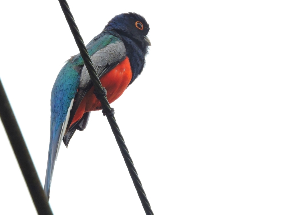  Surucua Trogon 