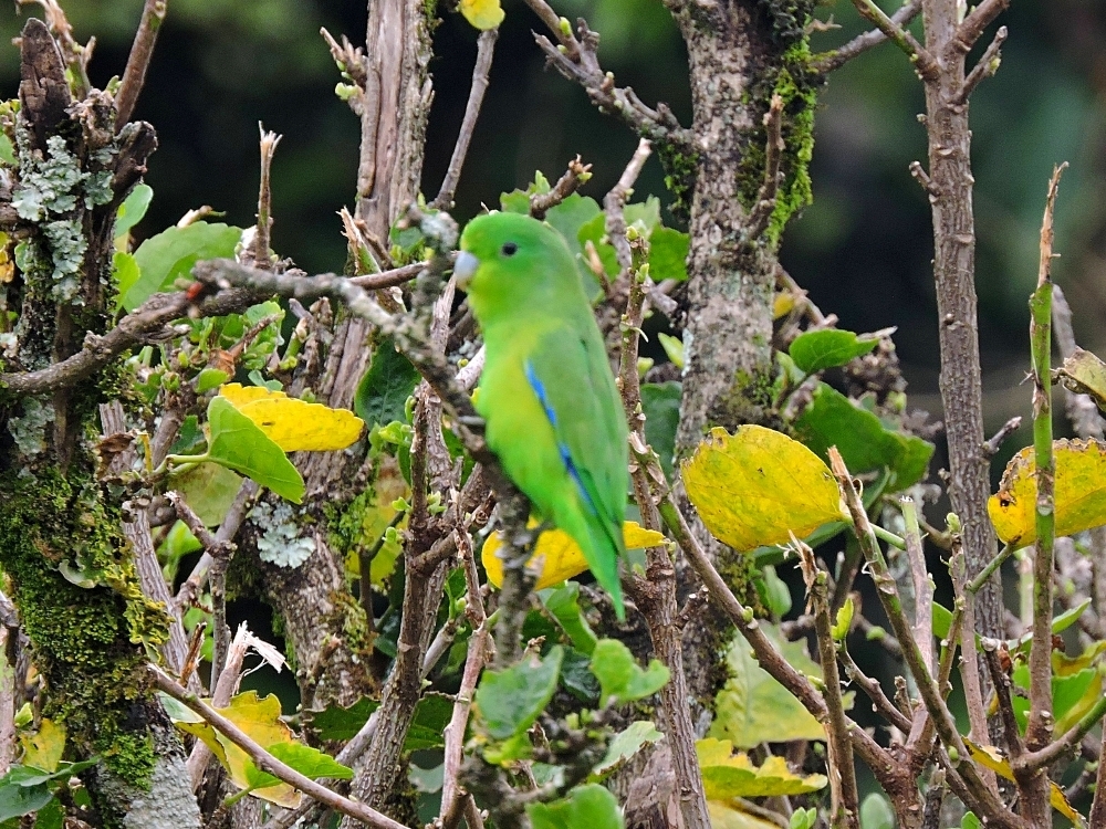  Blue-Winged Parrotlet 