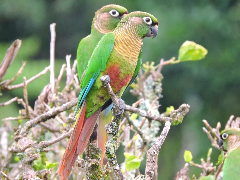  Maroon-Bellied Parakeet 