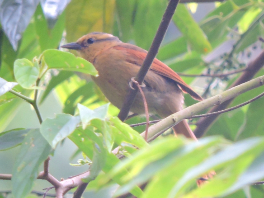  Buff-Fronted Foliage-Gleaner 