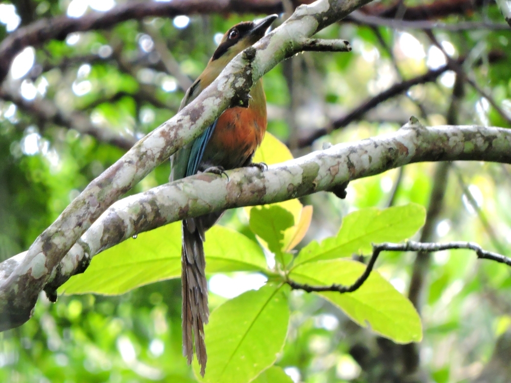  Rufous-Capped Motmot 