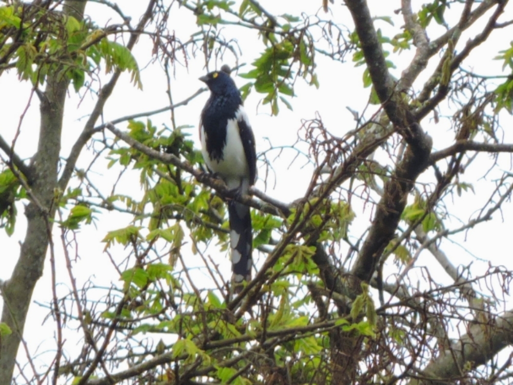  Magpie Tanager 