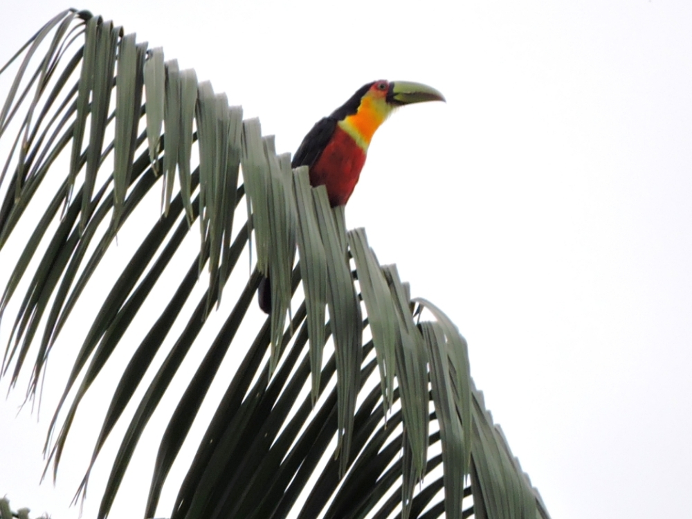  Red-Breasted Toucan 