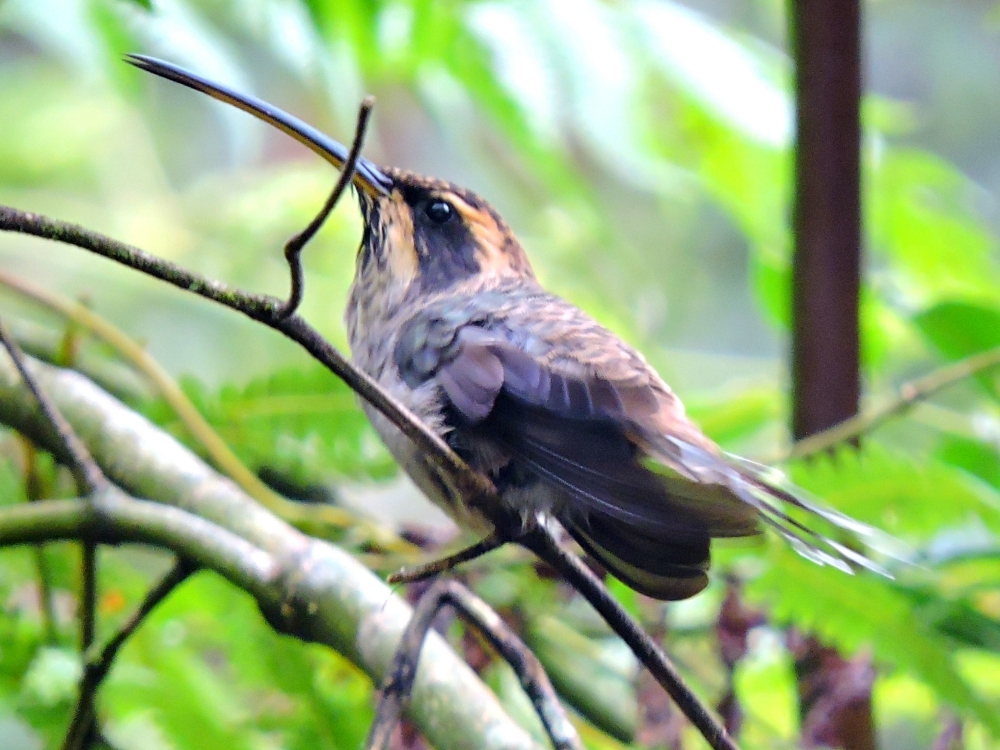  Scale-Throated Hermit 