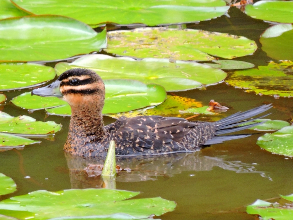  Masked Duck 