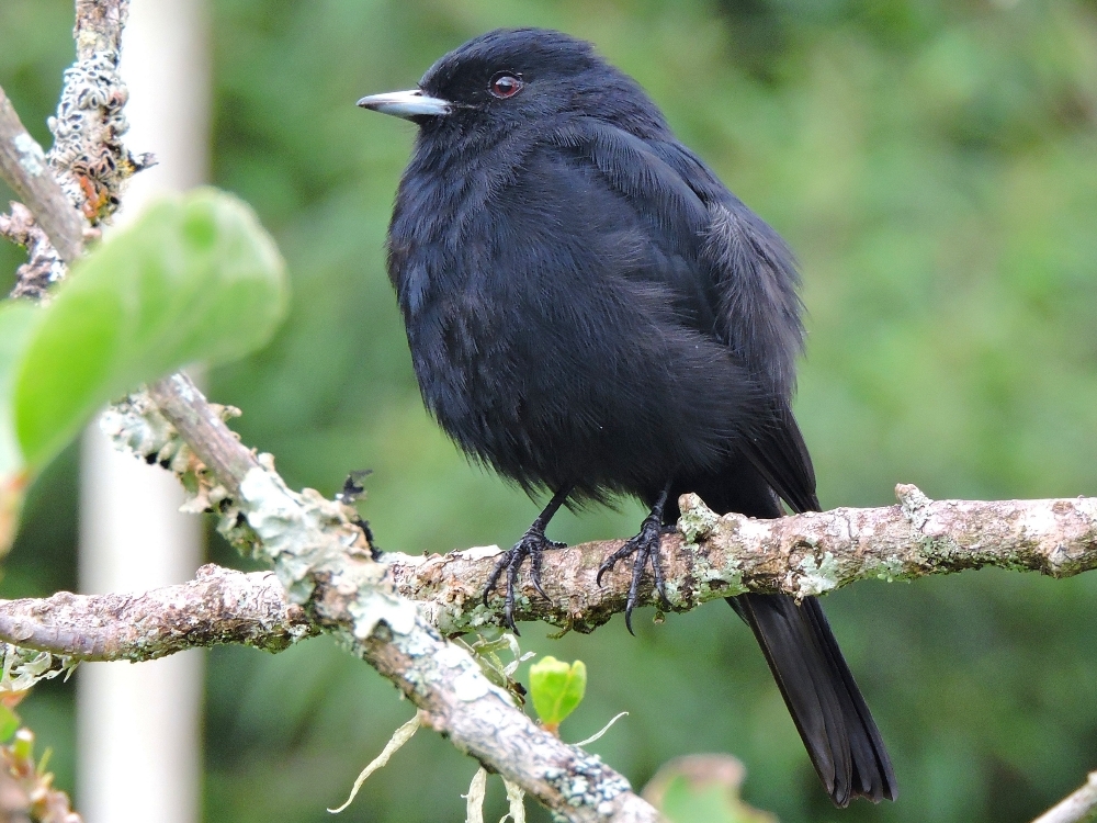  Velvety Black-Tyrant 