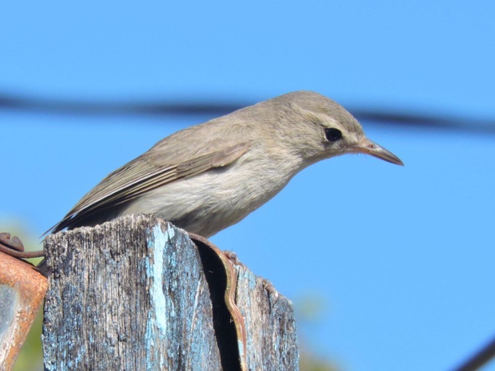  Noronha Vireo 