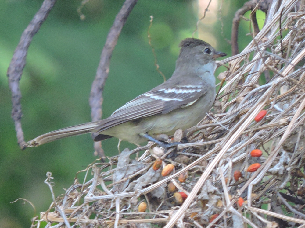  Noronha Elaenia 