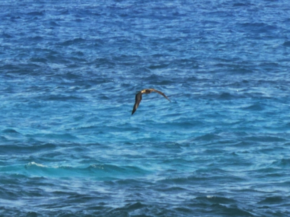  Trindade Petrel 