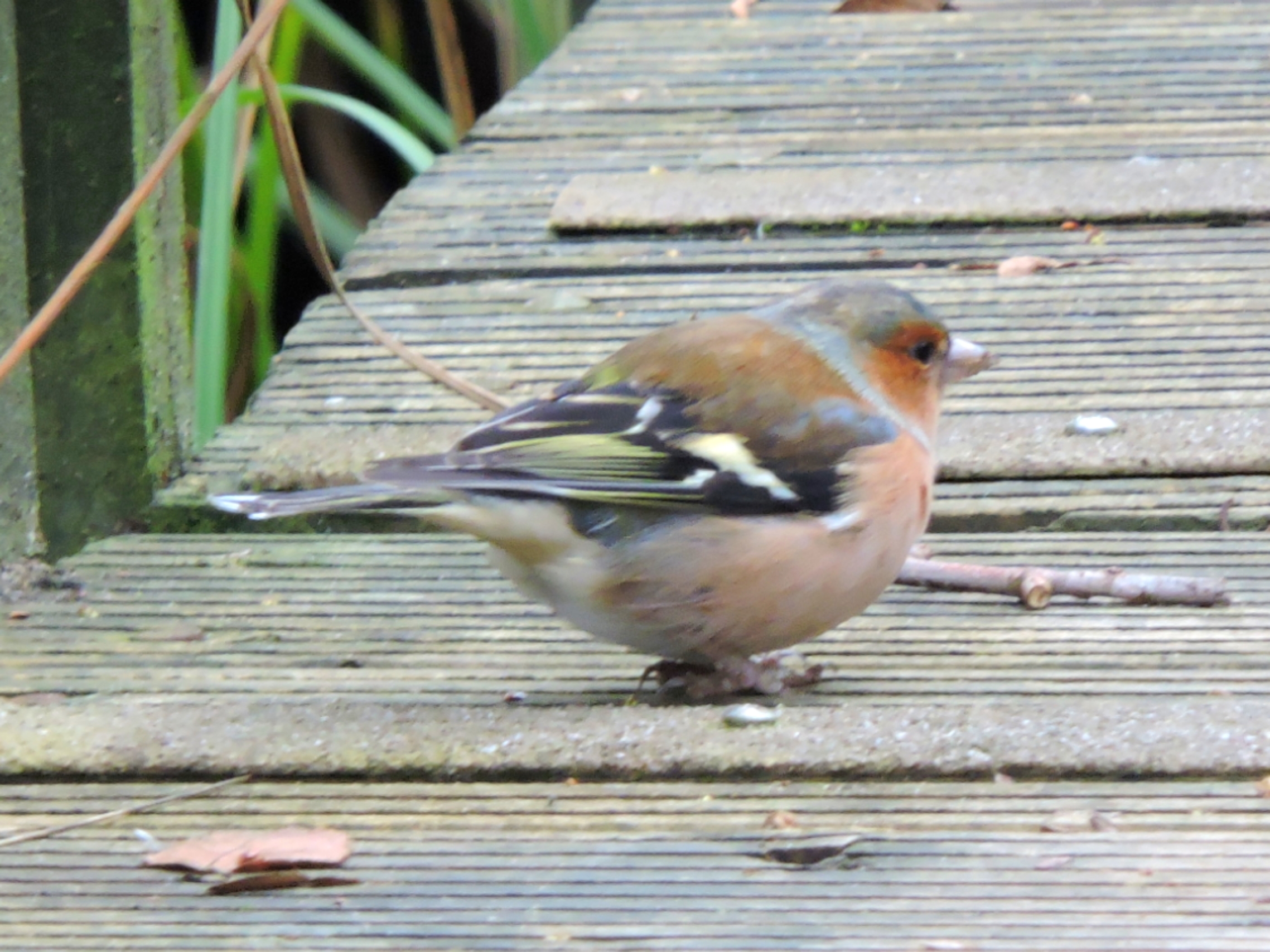  Common Chaffinch 