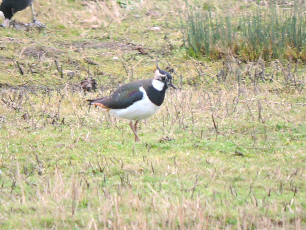  Northern Lapwing 