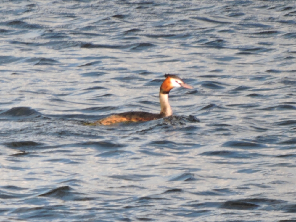  Great Crested Grebe 