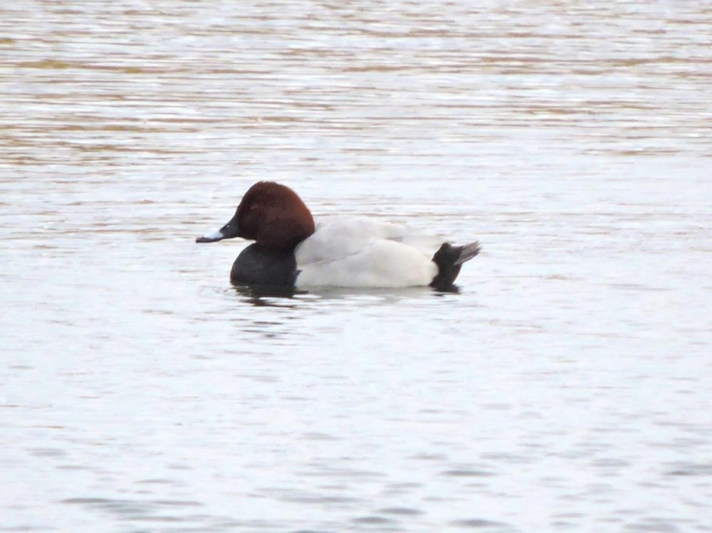  Common Pochard 