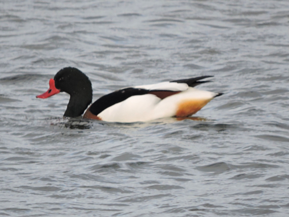  Common Shelduck 