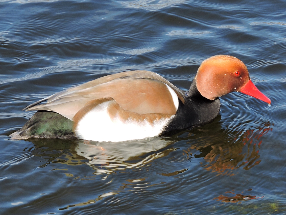  Red-Crested Pochard 