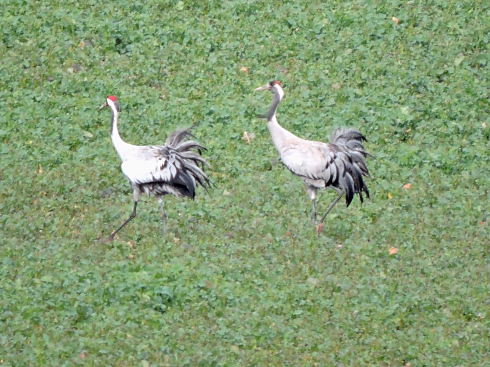  Common Crane 