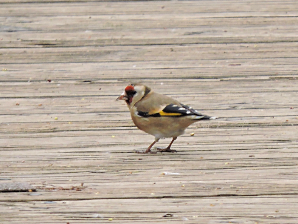  European Goldfinch 