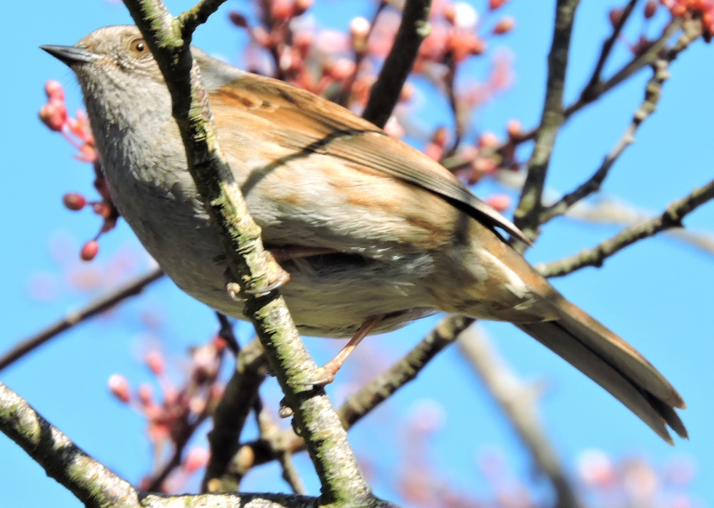  Dunnock 