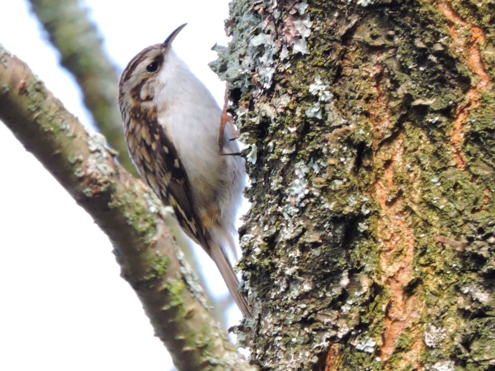  Eurasian Treecreeper 