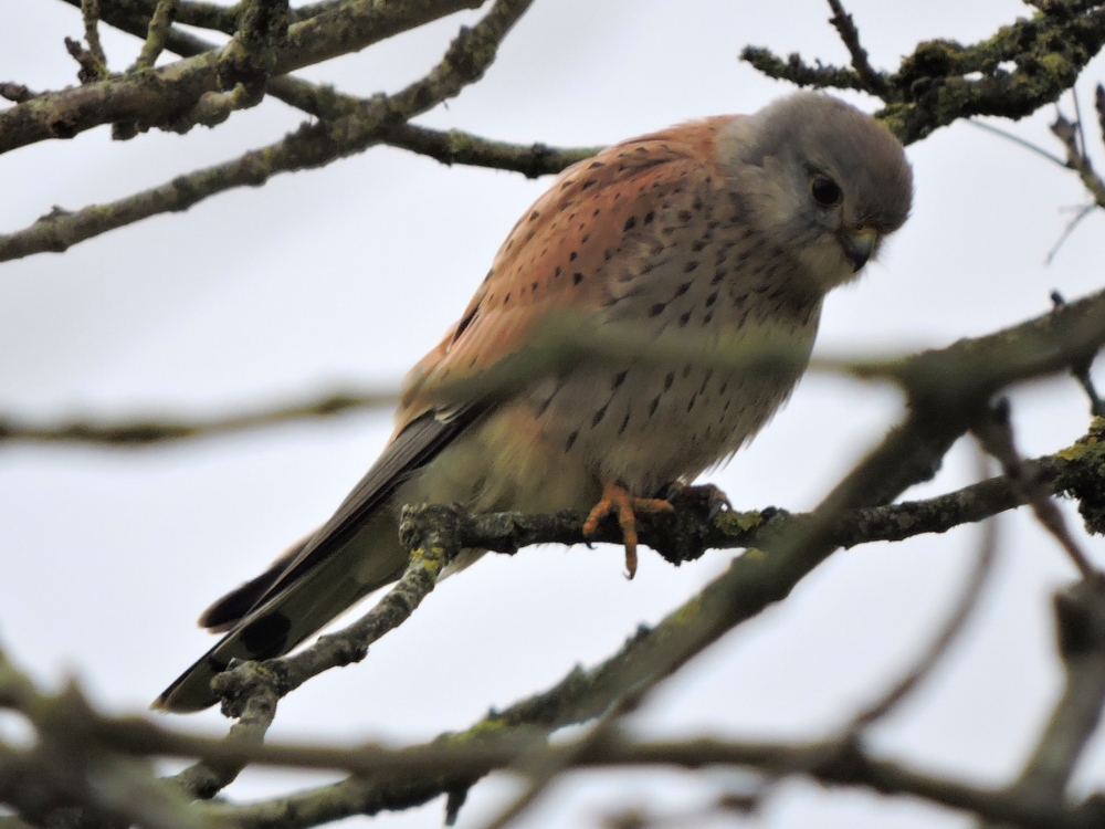  Common Kestrel 