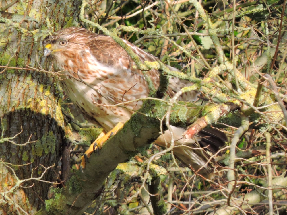  Common Buzzard 