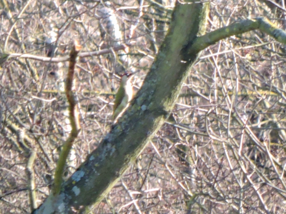  Eurasian Green Woodpecker 