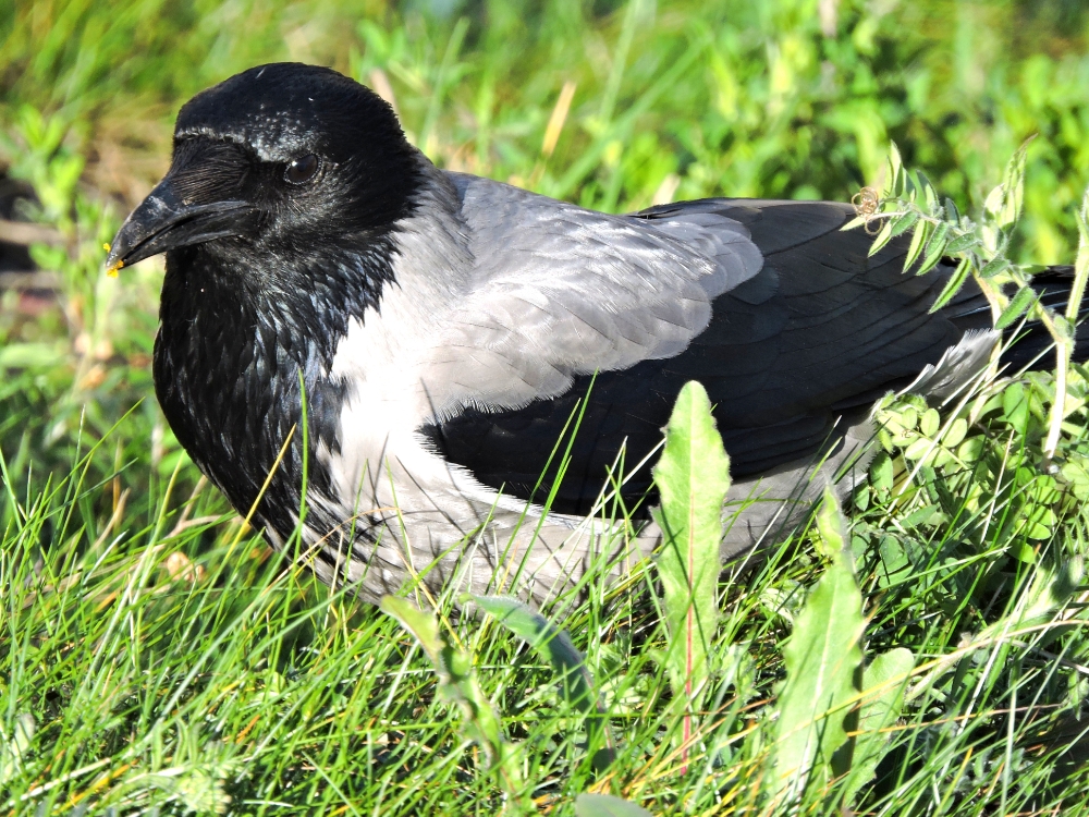  Hooded Crow 