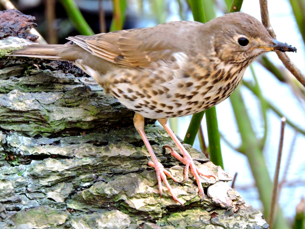  Song Thrush 