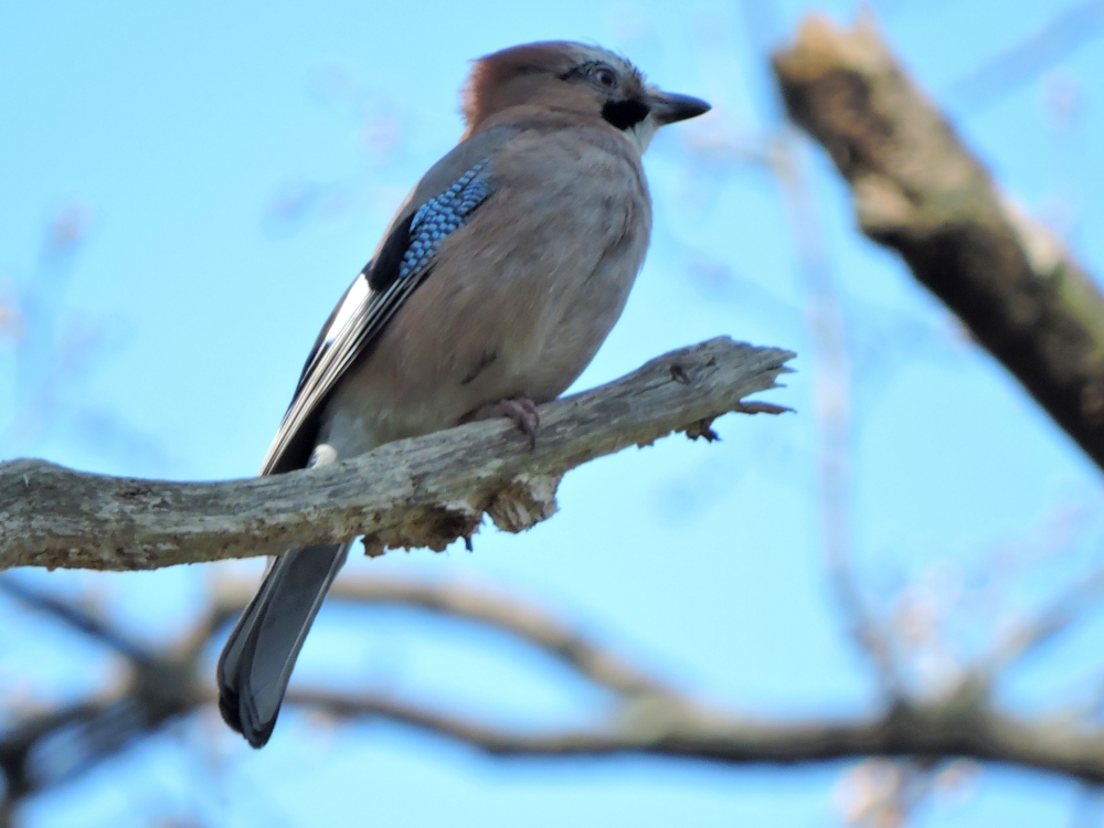  Eurasian Jay 