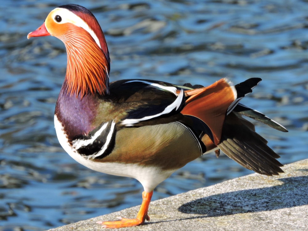  Mandarin Duck 