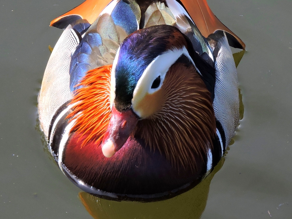  Mandarin Duck 