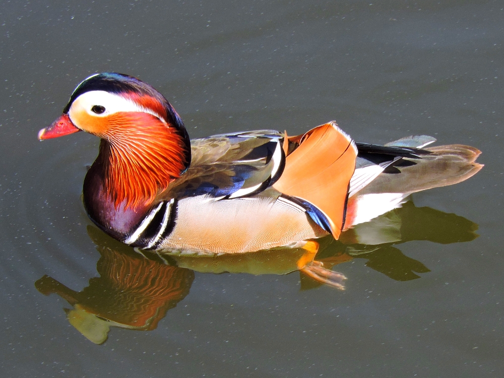  Mandarin Duck 