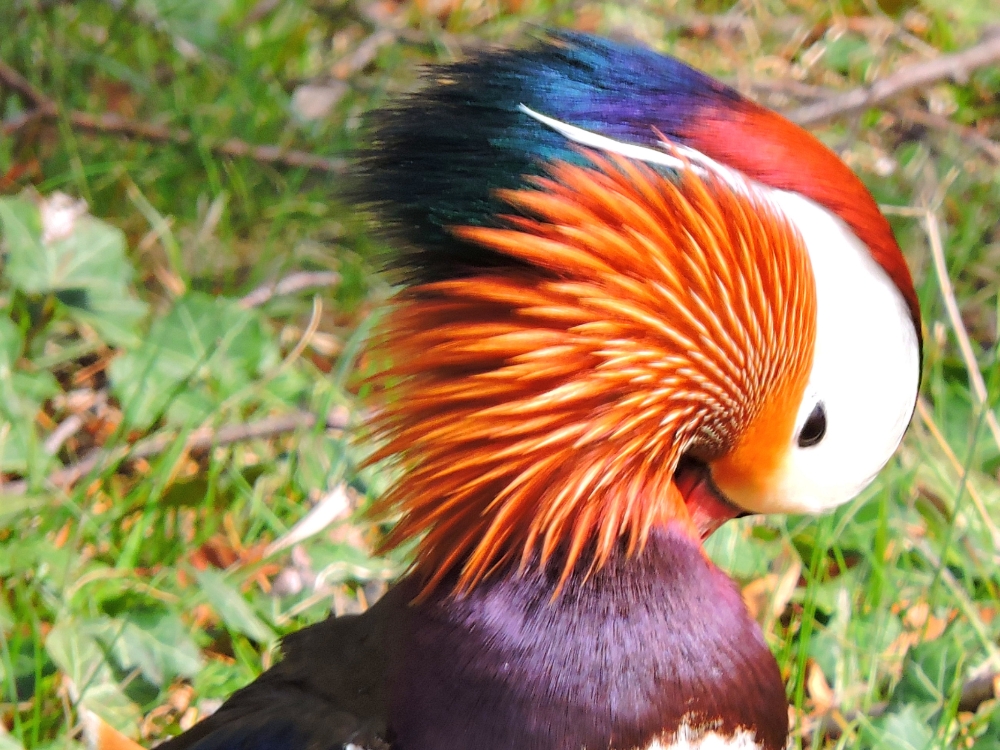  Mandarin Duck 