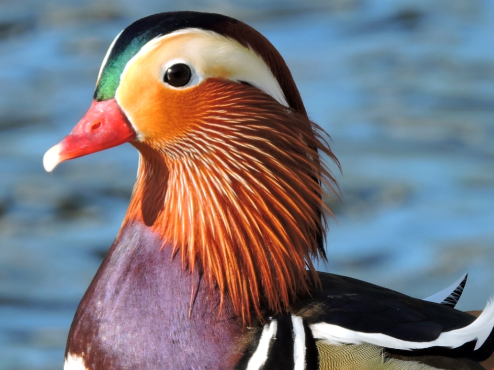  Mandarin Duck 