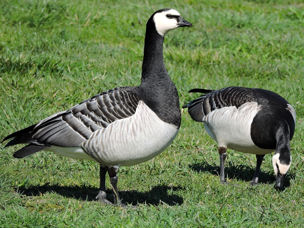 Barnacle Goose Barnacle Goose