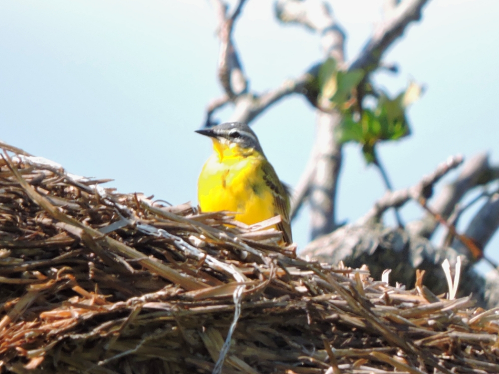 Western Yellow Wagtail Western Yellow Wagtail