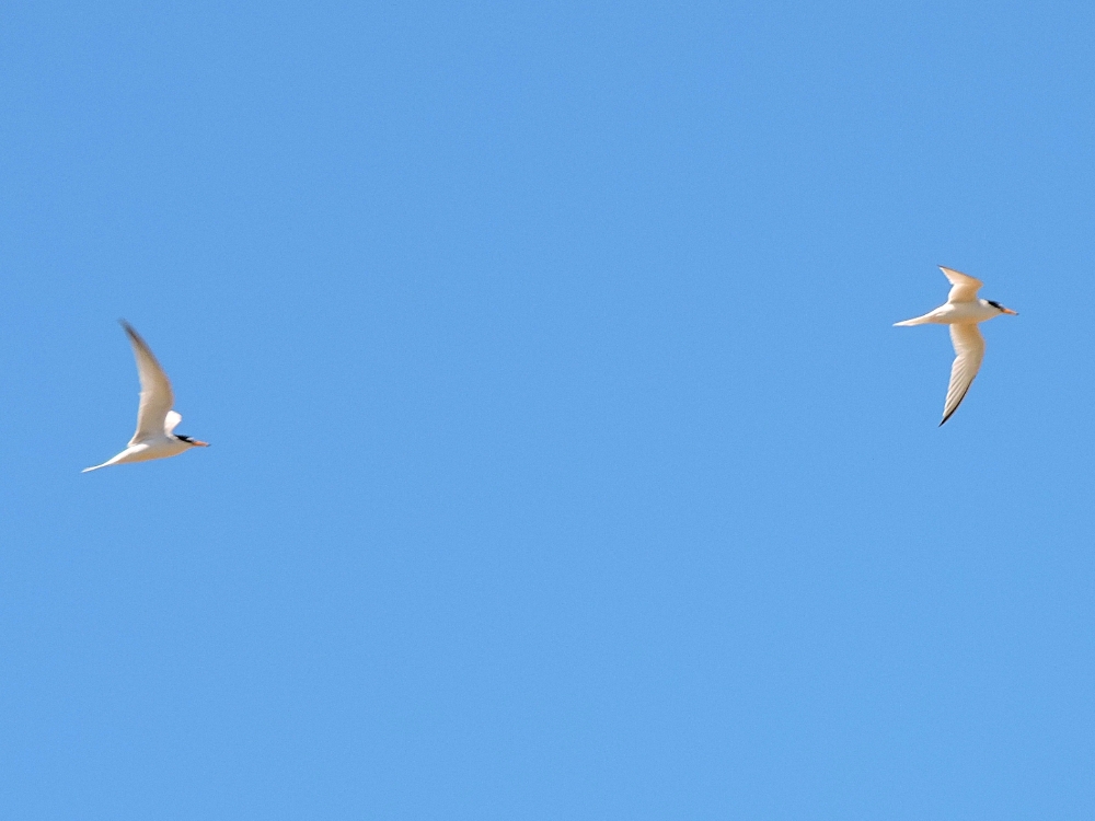  Little Tern 