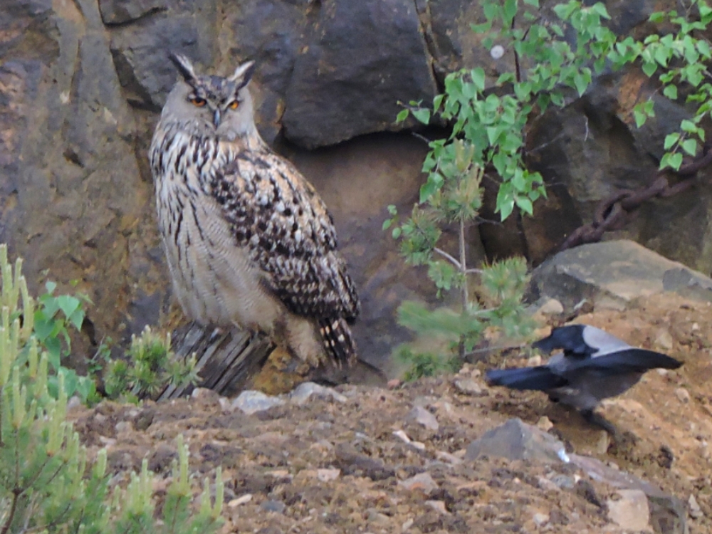 Eurasian Eagle-Owl Eurasian Eagle-Owl