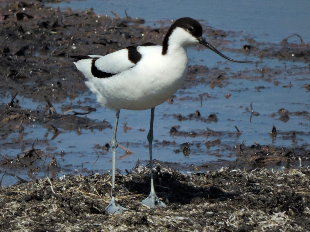 Pied Avocet Pied Avocet