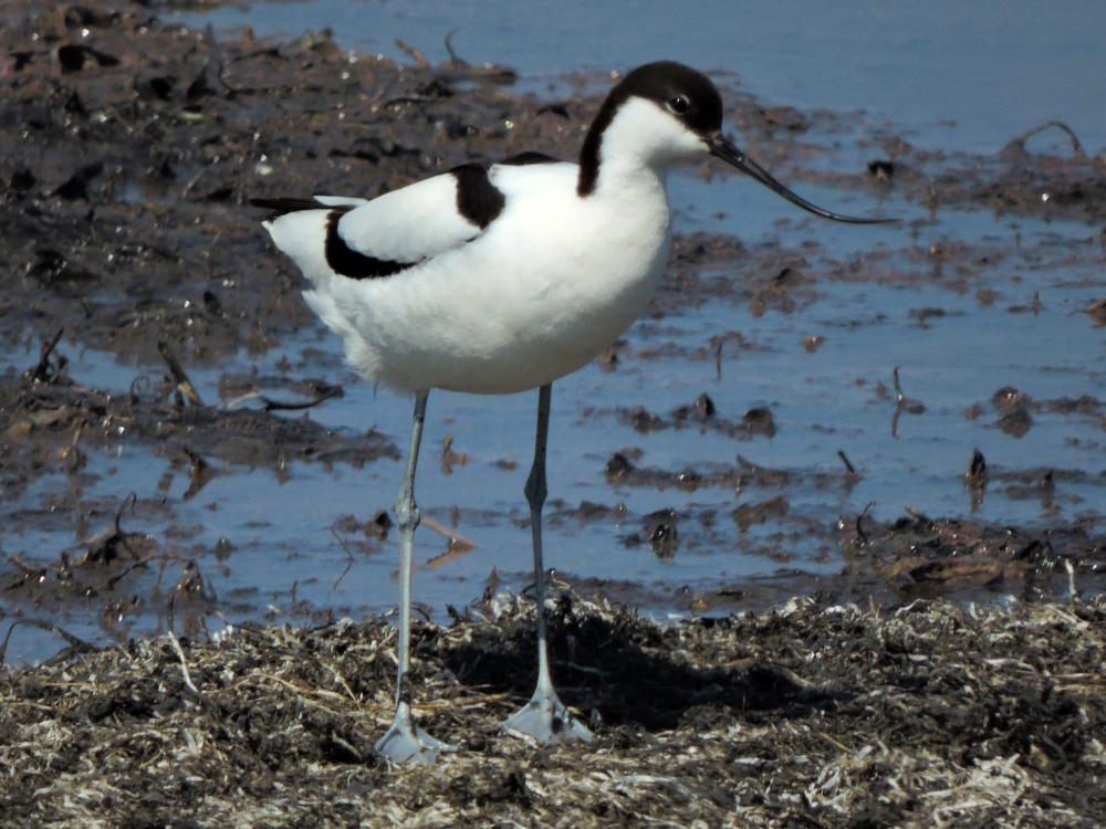  Pied Avocet 