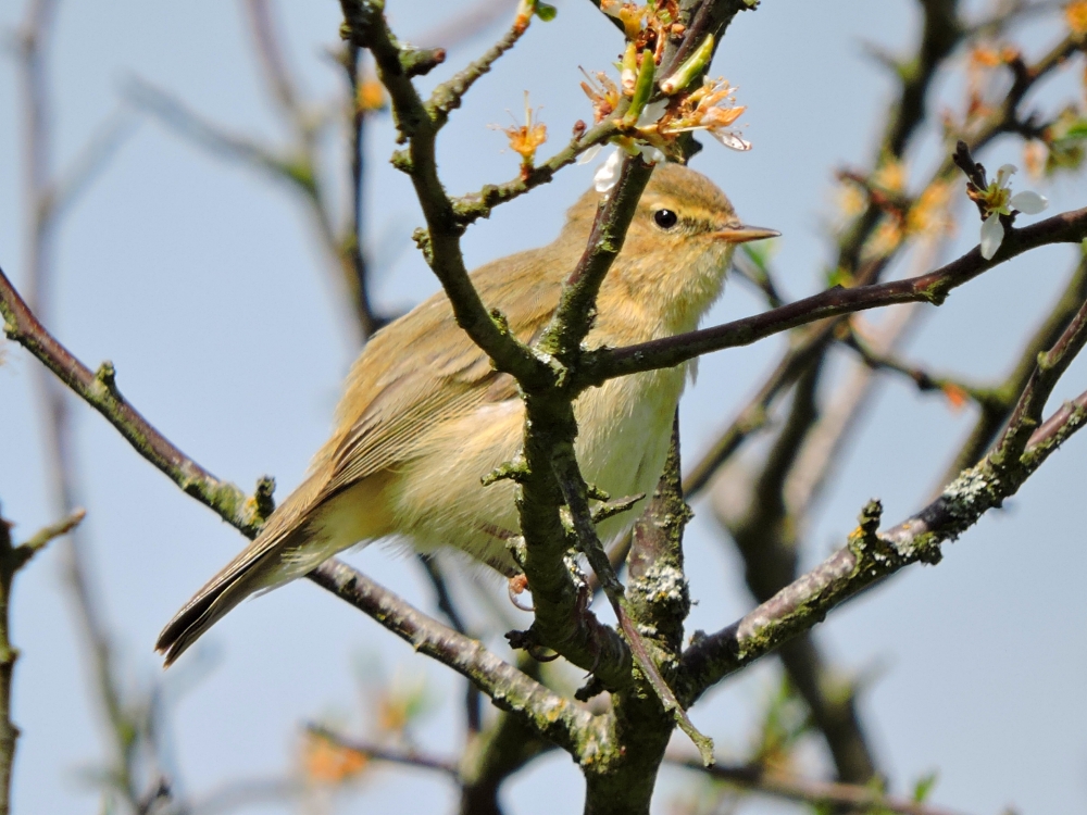 Common Chiffchaff Common Chiffchaff