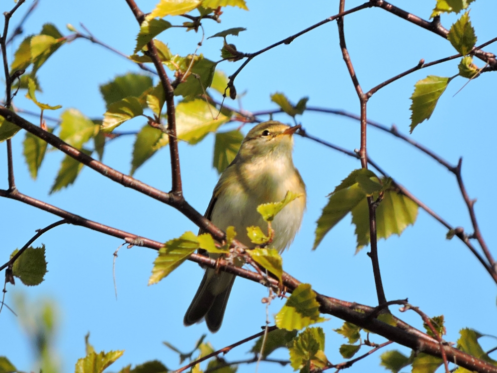 Willow Warbler Willow Warbler