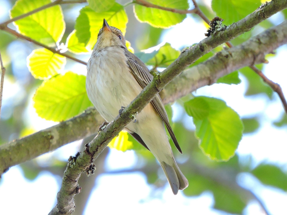 Spotted Flycatcher Spotted Flycatcher