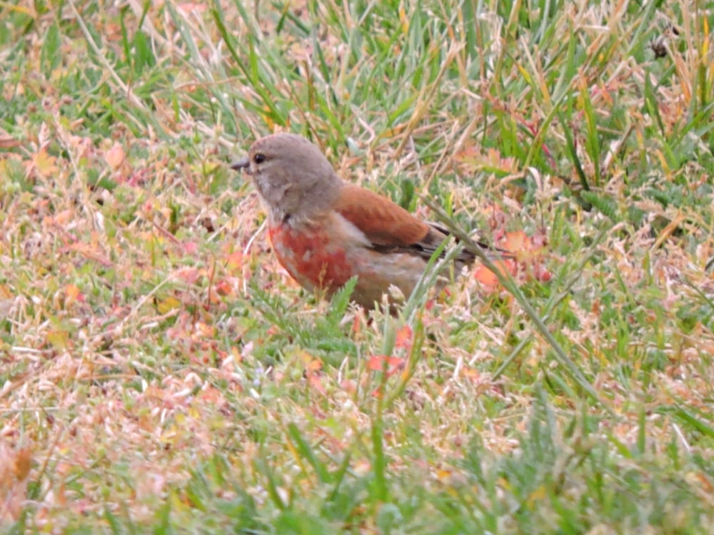 Eurasian Linnet Eurasian Linnet