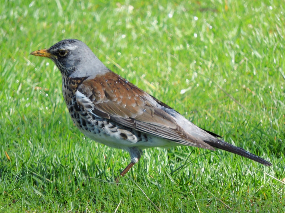 Fieldfare Fieldfare