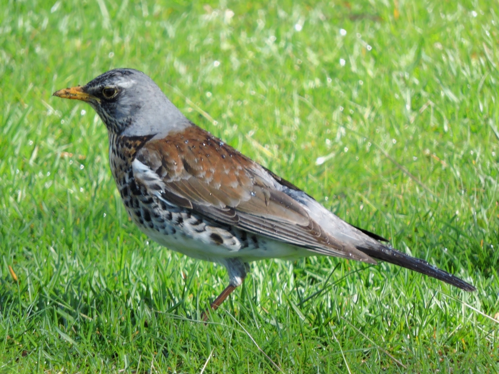  Fieldfare 