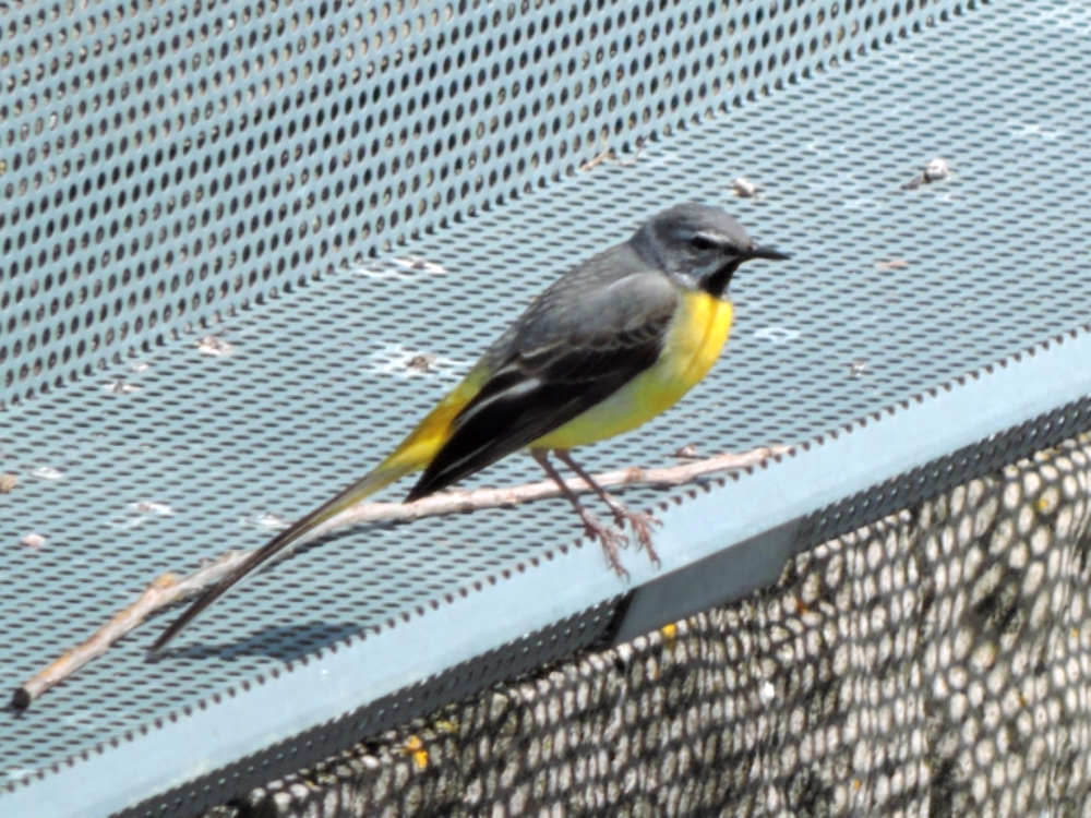 Gray Wagtail Gray Wagtail