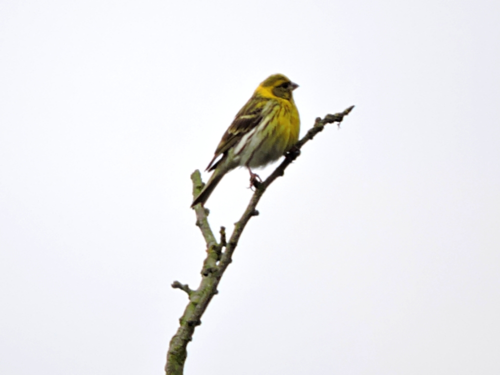  European Serin 