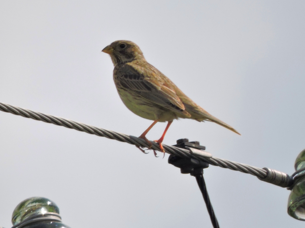  Corn Bunting 